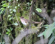 (c) Leonardo Gonz�lez. CRESPIN. 							