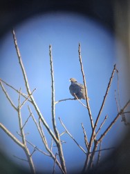 (c) Fernandez Emanuel. PALOMA NUCA BLANCA. 							