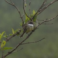 (c) Melanie Rodriguez De La Fuente. PIOJITO GARGANTILLA. 							