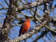 (c) FRANCO FABRE. FUEGUERO COM�N. ejemplar macho adulto