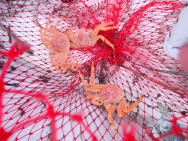 (c) Walker Ian. CENTOLLA. 							