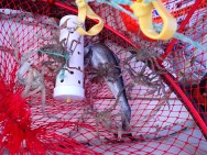 (c) Walker Ian. CANGREJO ARAA. 							