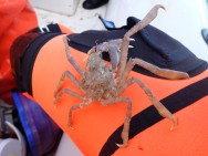 (c) Walker Ian. CANGREJO ARAA. 							