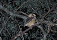 (c) Gpque. Mat�as J. Almeida. LECHUCITA CANELA. 							