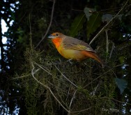 (c) Edgar Alderete. FUEGUERO COM�N. 							