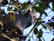 (c) FRANCO FABRE. PALOMA NUCA BLANCA. 							