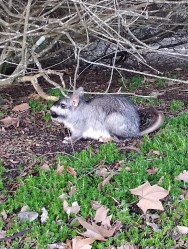 (c) Mariana L�pori. Vizcacha (Lagostomus maximus) . 														