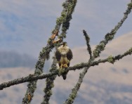 (c) Leonardo Gonzlez. HALCN PLOMIZO. 							