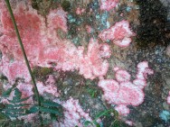 (c) BLANCO PARDO, Jonathan Carlos. Herpothallon robrocinctum. 														