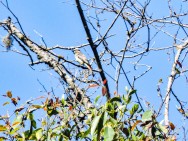 (c) Julieta Guerra. TUQUITO RAYADO. 							