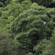 (c) Melanie Rodriguez De La Fuente y Frano Fabre. MILANO TIJERETA. 							