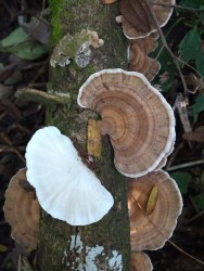 Trametes versicolor . Gonzalo Emanuel Zitelli Segura1 ,2, 3, Mat�as Sebasti�n Tincani1, 2, 3, Teresa Cecilia Perera1, Carlos Alberto Salvador-Montoya.(1)	Fundaci�n Miguel Lillo, Instituto Criptog�mico-Secci�n Micolog�a, Miguel Lillo 251, (4000) San Miguel de Tucum�n, Argentina(2)	Universidad Nacional de Tucum�n, Facultad de Ciencias Naturales e Instituto Miguel Lillo, Miguel Lillo 205, (4000) San Miguel de Tucum�n, Argentina(3)	XyloFungi.TF (Research Group on Xylophilous Fungi in Tropical Forests), Argentina							