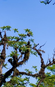 (c) PEREYRA NICOLAS. TUCAN GRANDE. 							