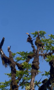 (c) PEREYRA NICOLAS. TUCAN GRANDE. 							