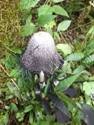 (c) Mazucco Jos� Daniel. Corpinus comatus. Hongo de la tinta							