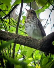 (c) Leonardo Gonz�lez. ZORZALITO BOREAL. 							