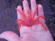 (c) Walker Ian. CENTOLLA. 							