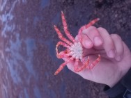 (c) Walker Ian. CENTOLLA. 							