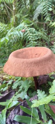 (c) Cano Paula Daniela. Panus badius. 														hongo lign?cola (descomponedor de madera) perteneciente a la familia Polyporaceae, a menudo clasificado bajo el sin?nimo Lentinus badius. Se caracteriza por crecer en madera, mostrando un sombrero y estructuras similares a l?minas, siendo un componente de ecosistemas forestales con valor ecol�gico.																					