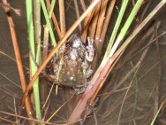 (c) E. Gangenova y A. Guzm�n. Amplexo. 