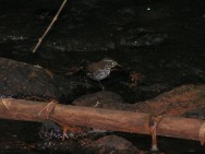 (c) Gil, Guillermo. . 