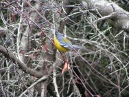 (c) Gil, Guillermo. . 