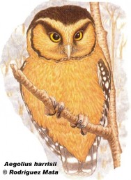 Lechicita canela (Buff-fronted Owl). <p>22cm. Dibujo. Fuente: \\\