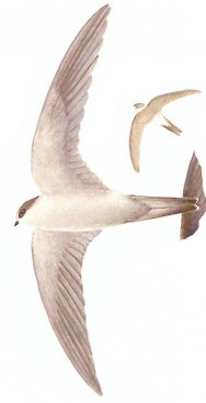 (c) Guillermo Harris. Vencejo Blanco (Andean Swift). <p>18cm. Dibujo. Fuente: "Nueva Guía de las Aves Argentinas. M. Canevari et al. 1991. Fundación Acindar."</p>