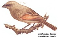 Tordo mulato (Bay-winged Cowbird). 16cm. Dibujo. Fuente: 