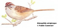 Cachilo de corona casta&ntilde;a (Stripe-capped Sparrow). 15cm. Dibujo. Fuente: 