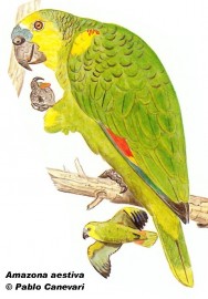 Loro hablador (Turquoise-fronted Parrot). 37cm. Dibujo. Fuente: 