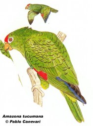 Loro alisero (Alder Parrot). 32cm. Dibujo. Fuente: 