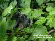 Cachudito de pico negro. Pich�n, foto tomada el 28-nov-2007
