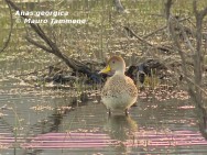 Pato maicero. Foto tomada el 17-sep-2008 en el mall�n del km 13, Bariloche