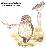 Lechucita de las vizcacheras (Borrowing Owl). 24cm. Dibujo. Fuente: 