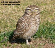 Lechucita vizcachera (Burrowing Owl). Foto tomada el 27/07/2005 en Guaymallén, Mendoza.