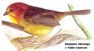 Afrechero de cabeza casta&ntilde;a (Fulvous-headed Brush-finch). 16cm. Dibujo. Fuente: 