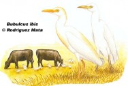 Garcita bueyera (Cattle Egret). 45cm. Dibujo. Fuente: 