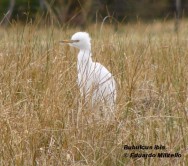 garcita bueyera (Cattle Egret). <p>Foto tomada el 10/4/2005 en Cuy&iacute;n Manzano, Parque Nacional Nahuel Huapi.</p>