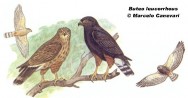 Taguató o gavilán negro (White-rumped Hawk). <p>Macho 35cm; hembra 37cm. Dibujo. Fuente: \\\
