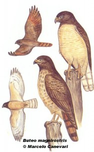 Gavil&aacute;n com&uacute;n o garganchillo (Roadside Hawk). 40cm. Dibujo. Fuente: 