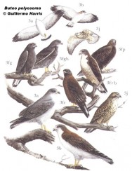 Aguilucho común (Red-backed Hawk). Macho 48 cm; hembra 53 cm. Dibujo. Fuente: 
