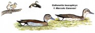 Pato de collar (Ringed Teal). 40cm. Dibujo. Fuente: 