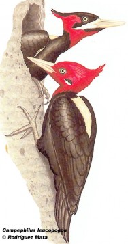 Carpintero negro de dorso blanco (Cream-backed Woodpecker). 32cm. Dibujo. Fuente: 