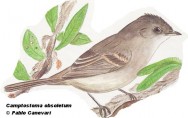 Tachur&iacute; silbador (Southern Beardless Tyrannulet). 11cm. Dibujo. Fuente: 