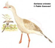 Chu&ntilde;a de patas rojas (Red-legged Seriema). 80cm. Dibujo. Fuente: 