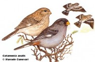 Picodeoro chico (Band-tailed Seedeater). 12cm. Dibujo. Fuente: 