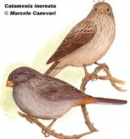 Picodeoro grande (Plain-colored Seedeater). 15cm. Dibujo. Fuente: 