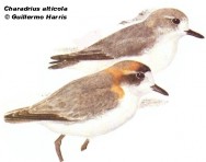 Chorlito pune&ntilde;o o serrano (Puna Plover). 18cm. Dibujo. Fuente: 