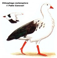 Guayata (Andean Goose). 77cm. Dibujo. Fuente: 